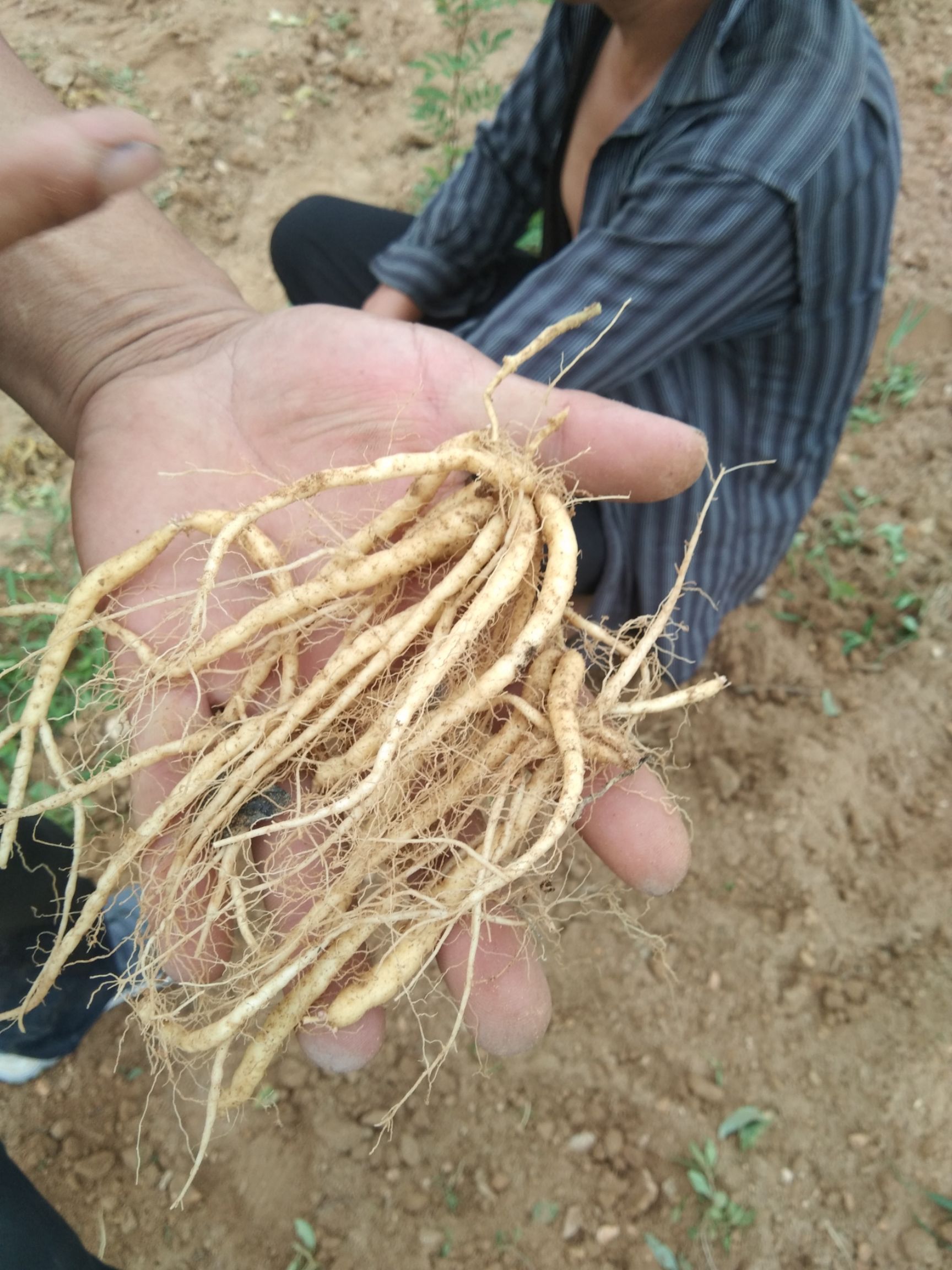 太子参，太子参味甘，性温。入心、脾、肺三经。