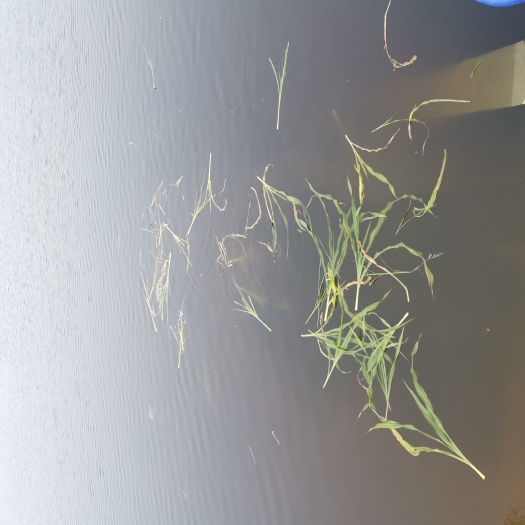 济南坑塘 鱼塘转包