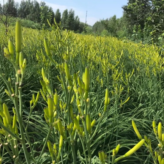 扎鲁特旗新鲜黄花菜 大量出售鲜，干黄花菜