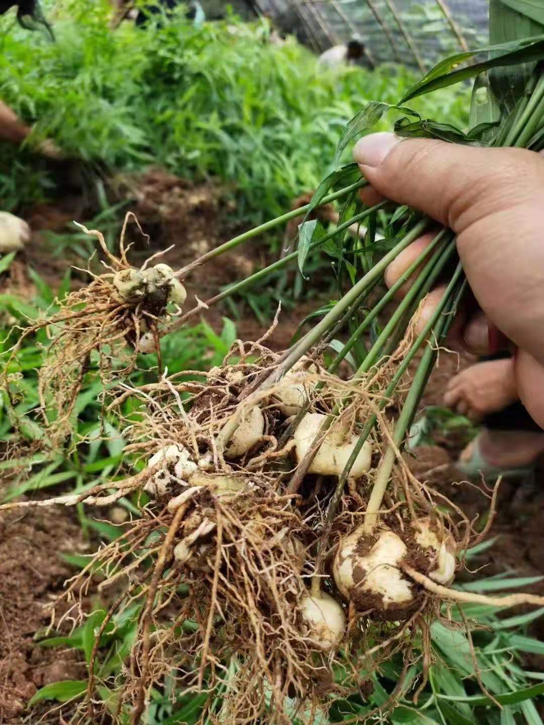 黄精种苗  滇黄精苗红花滇黄精二年苗