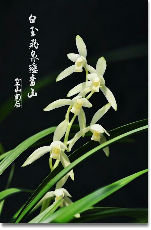 南靖县建兰青山玉泉3苗，净化空气，3苗一株