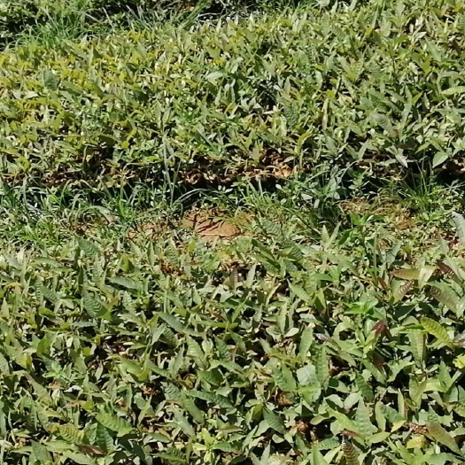 苍梧县麻栎  黎栎锥 大叶栎营养杯苗！