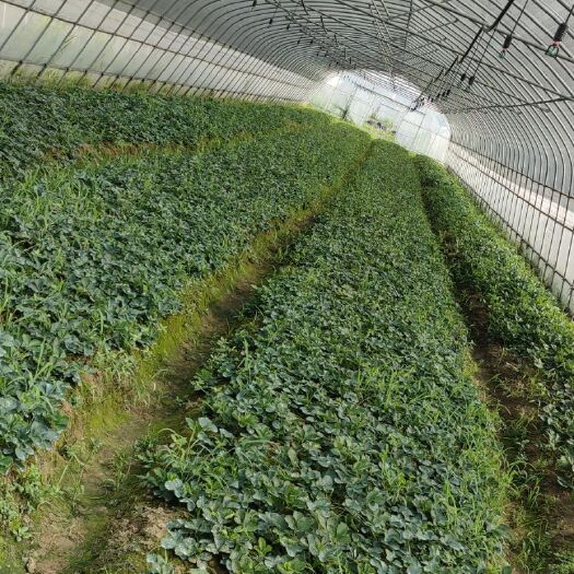苏州 红颜草莓苗  苏州吴江