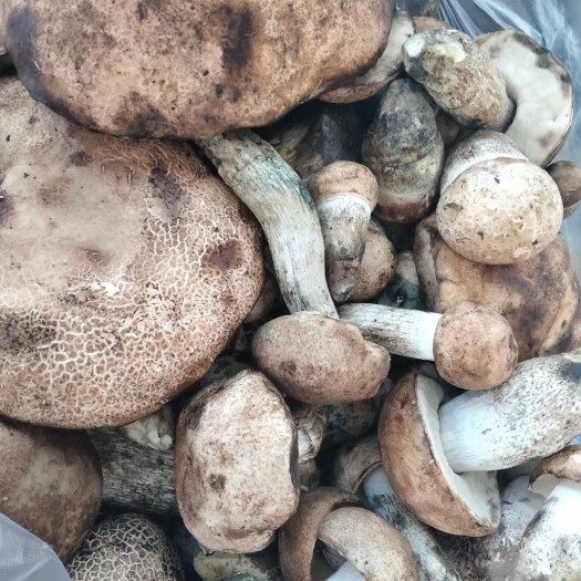 哈巴河县黑牛肝菌 牛肝菌