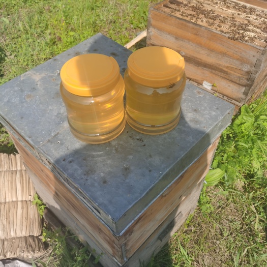 哈尔滨椴树蜜 2022新椴树蜂蜜