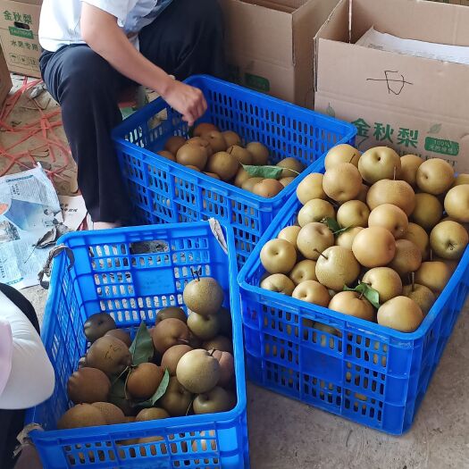 锦屏县 金秋梨热卖中，，，，，，，，，
