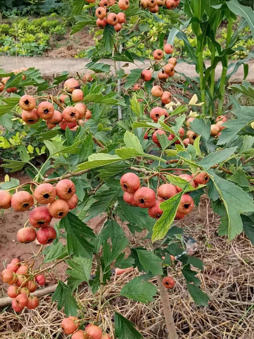 早熟品种  山楂，糖葫芦专用果