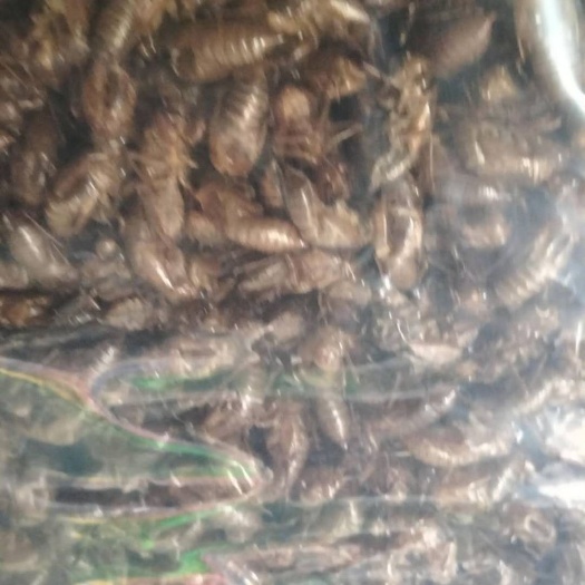 无泥蝉蜕 大小个蝉蜕