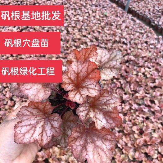 青州市矾根 基地大量供应矾根种苗 矾根成品苗 矾根工程用苗