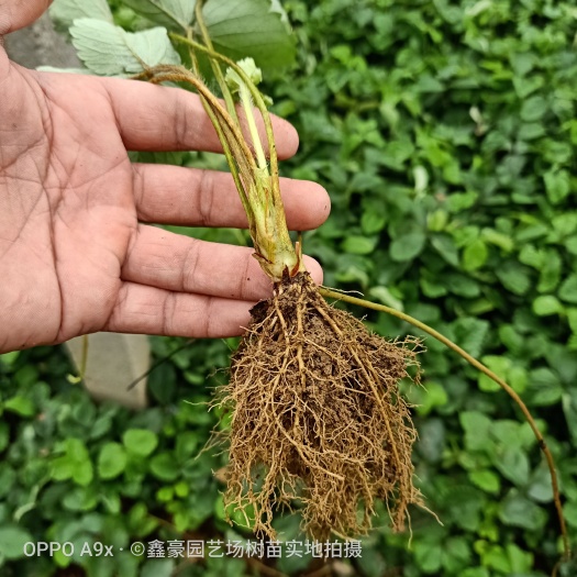 泰安甜宝草莓苗  大棚用草莓苗品种齐全根系发达草莓苗价格