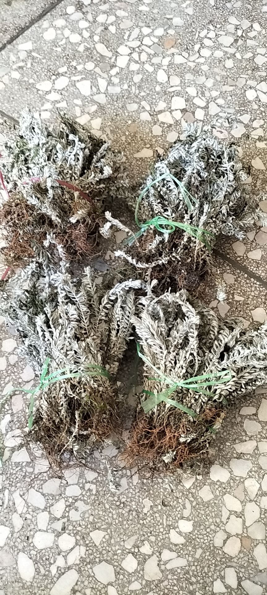 干货鹿茸草