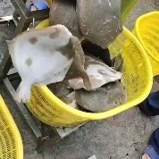 多宝鱼，比目鱼，常年供应，国内一手，活鲜干包物流均可