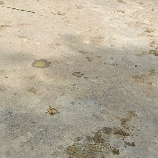 肇庆马岗鹅 淘汰鹅