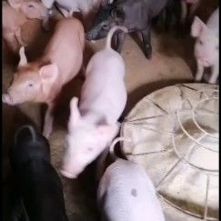 新兴县三元仔猪 三元猪苗
