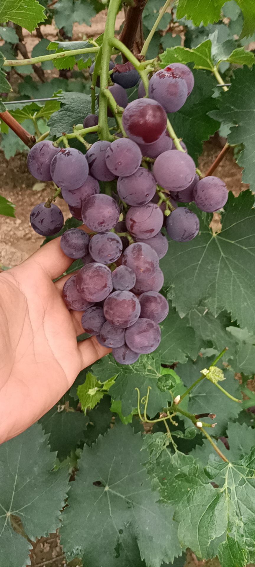 巨峰葡萄口感好非常甜……