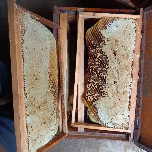 瑞金市正宗土蜂蜜