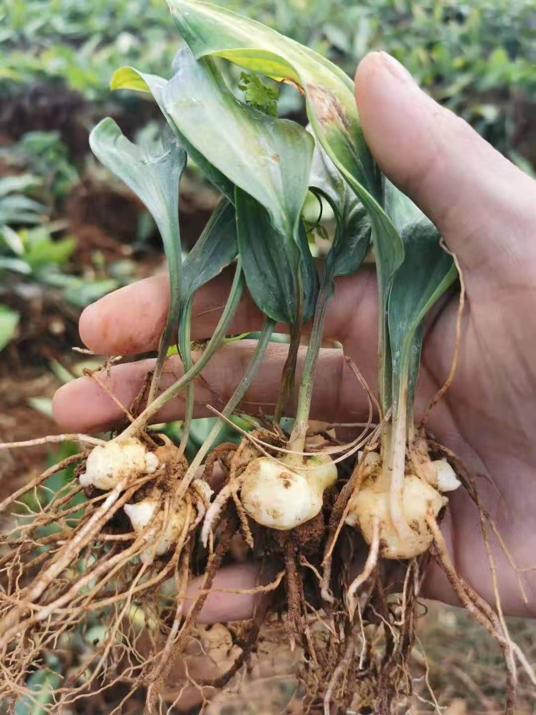 黄精种苗  滇黄精苗红花滇黄精二年苗