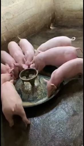 德庆县三元仔猪  三元猪苗