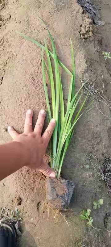 安新县 黄菖蒲