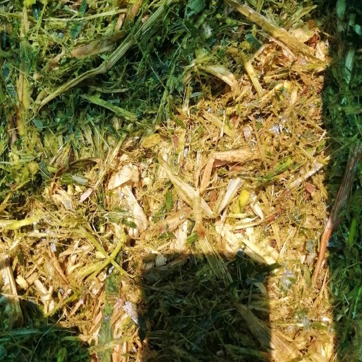 东至县玉米秸秆 牛 羊 马