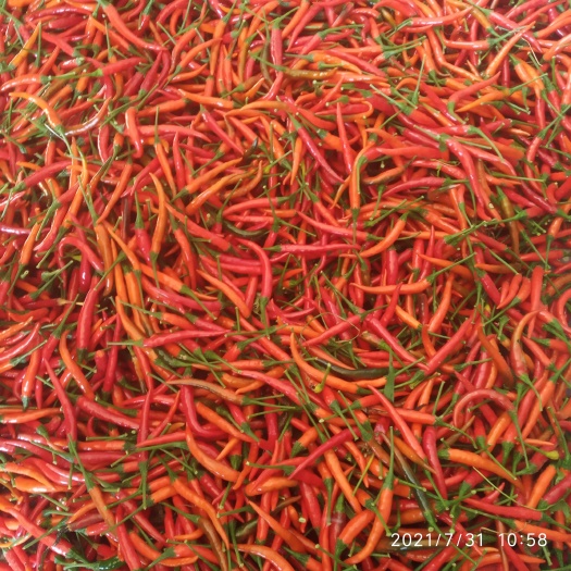 菏泽小米椒  基地种植辣椒小米辣。艳红系列辣椒上市了