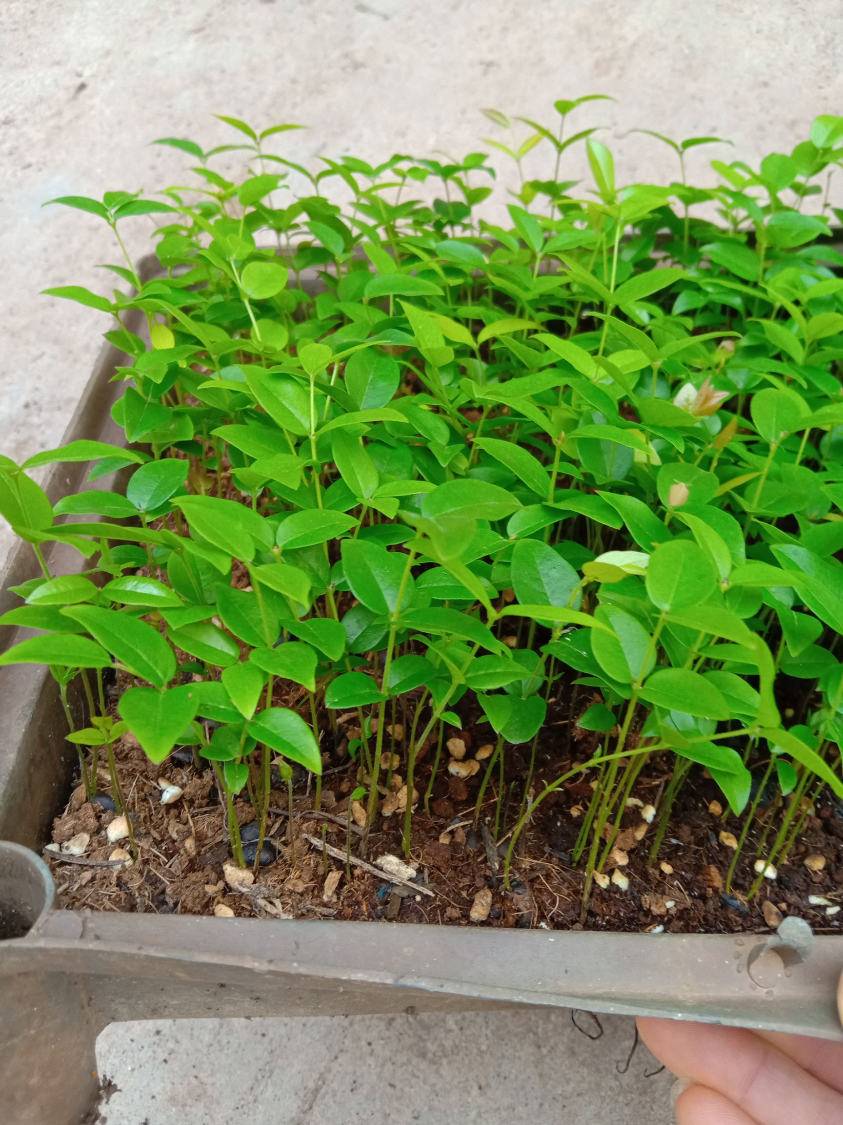 嘉宝果苗  沙巴嘉宝果种苗庭盆栽果树苗