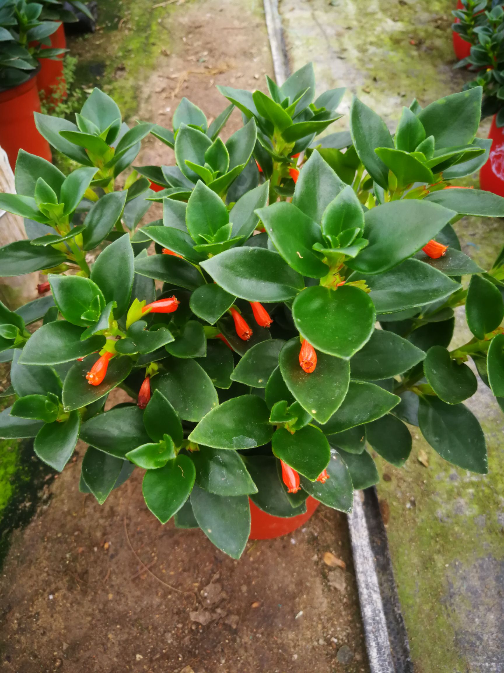 金鱼草花卉红金草盆栽花绿宝金鱼花