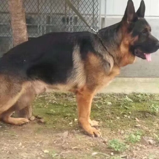 郓城县德国牧羊犬幼犬