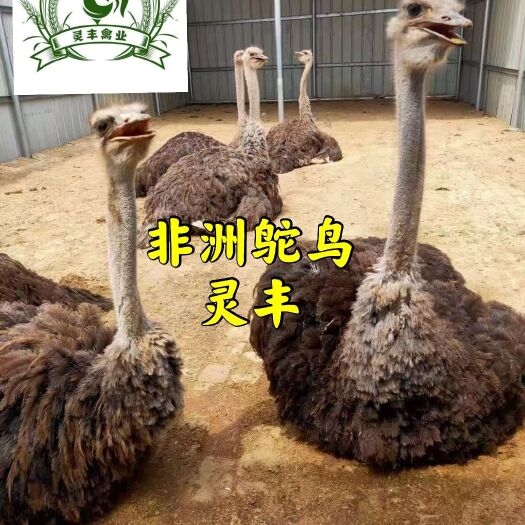 非洲鸵鸟苗 成年260-300斤厂家直销适应性广伐，抗病力强