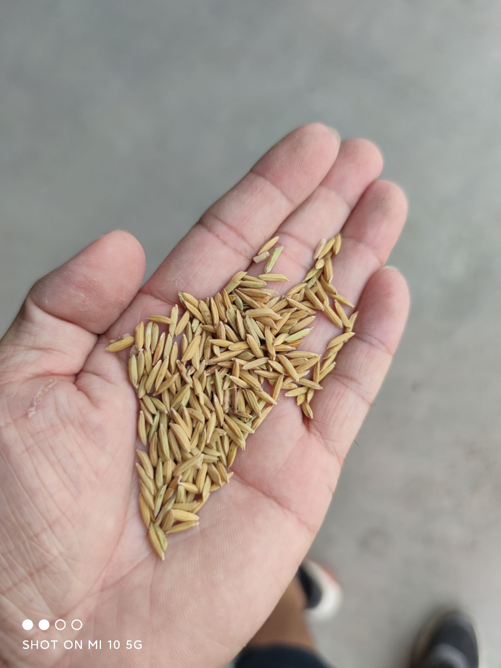 籼稻谷  美香粘，美香粘2号，香谷，象牙香粘，