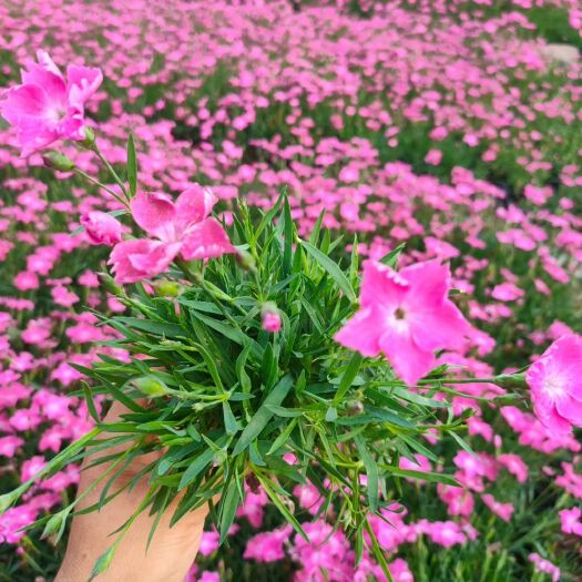 青州市欧石竹 多年生草花欧石竹 基地大量供应欧石竹