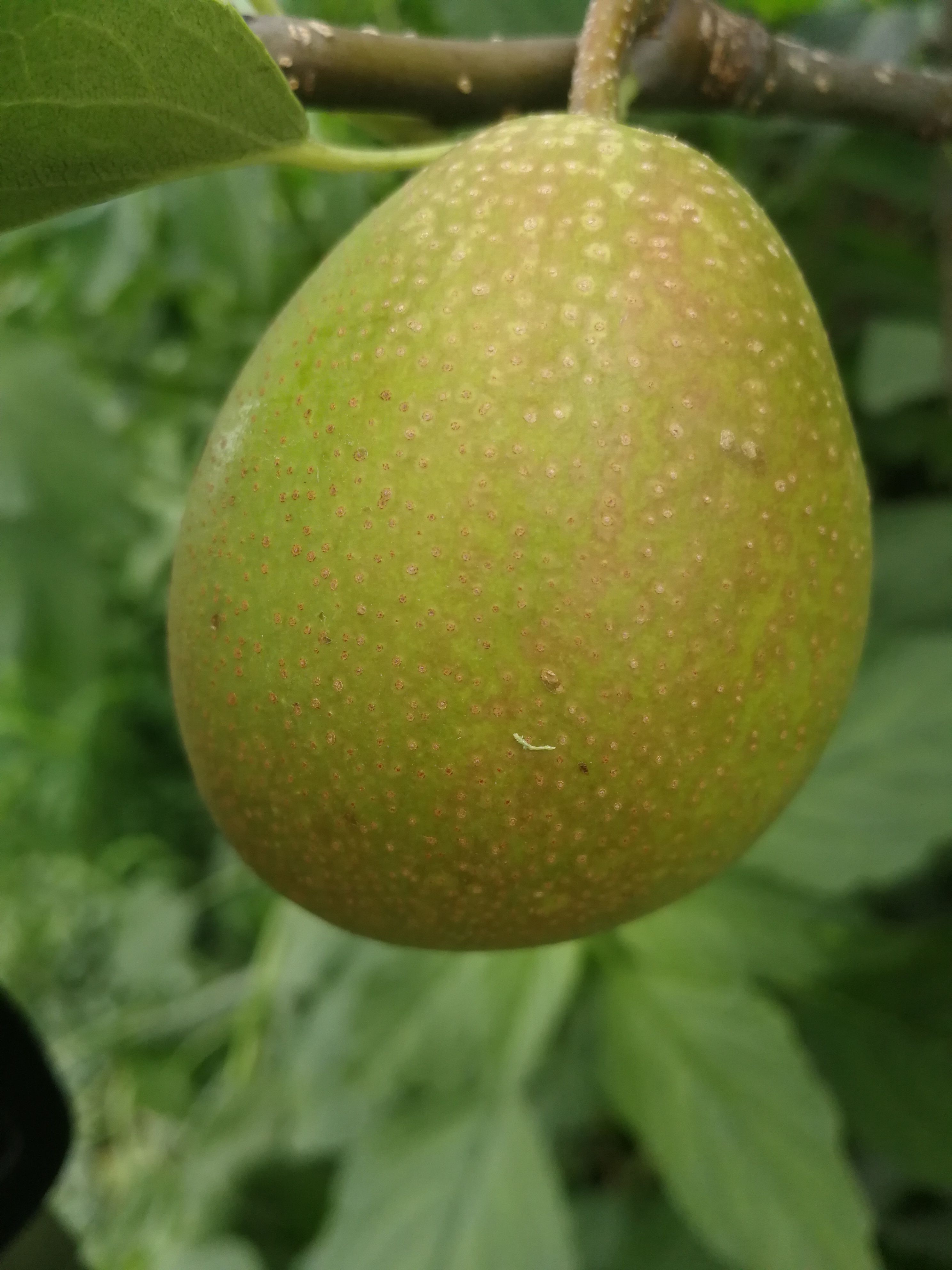 早酥红梨  陕西蒲城，红香酥梨大量上市，口感酥脆，糖度高，无核无渣