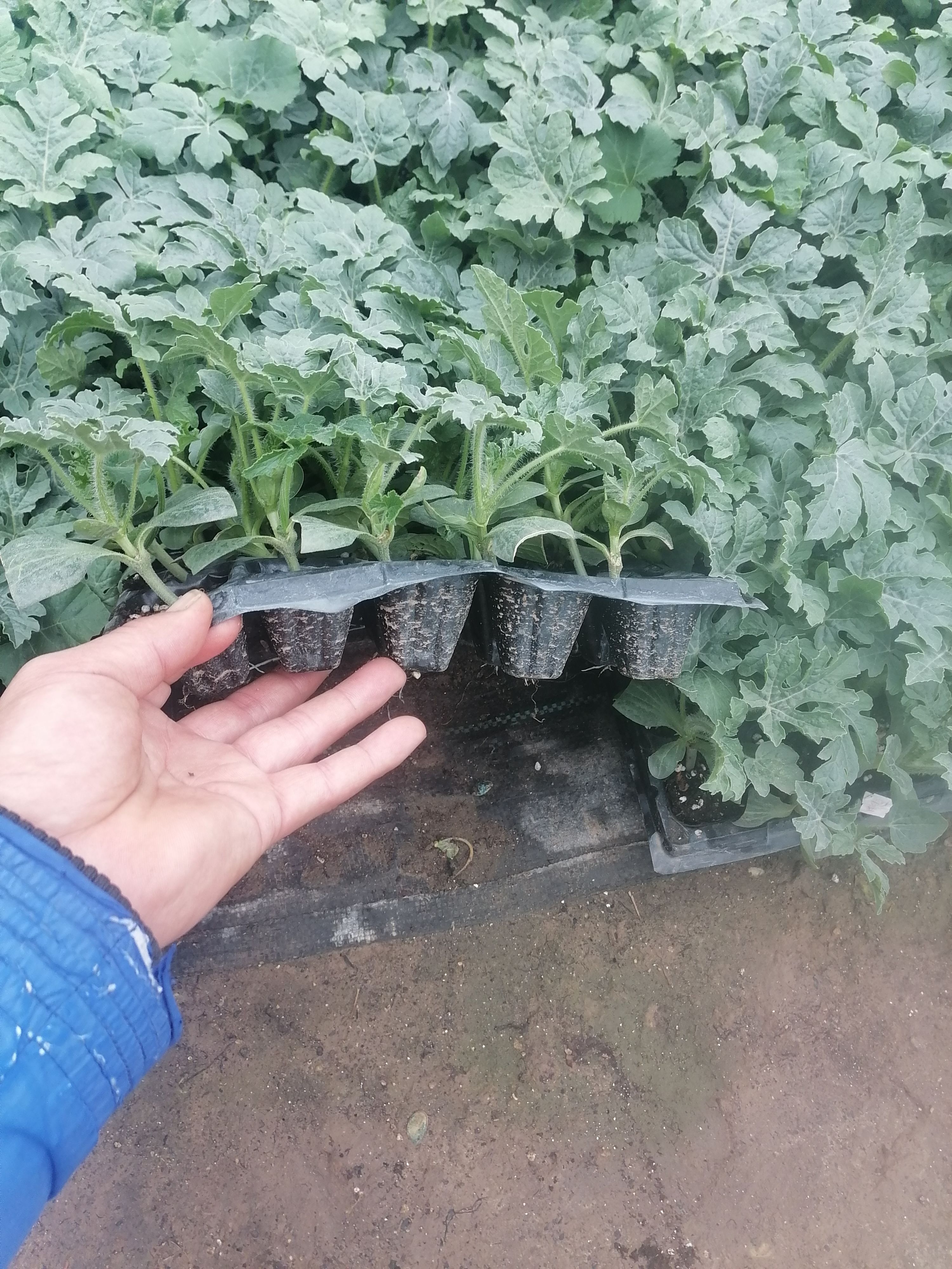 美都西瓜苗   苗场直供，免费提供技术，破损包赔