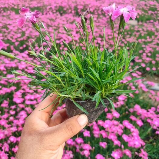 青州市欧石竹 欧石竹袋苗 欧石竹杯苗欧石竹穴盘苗 诚信经营