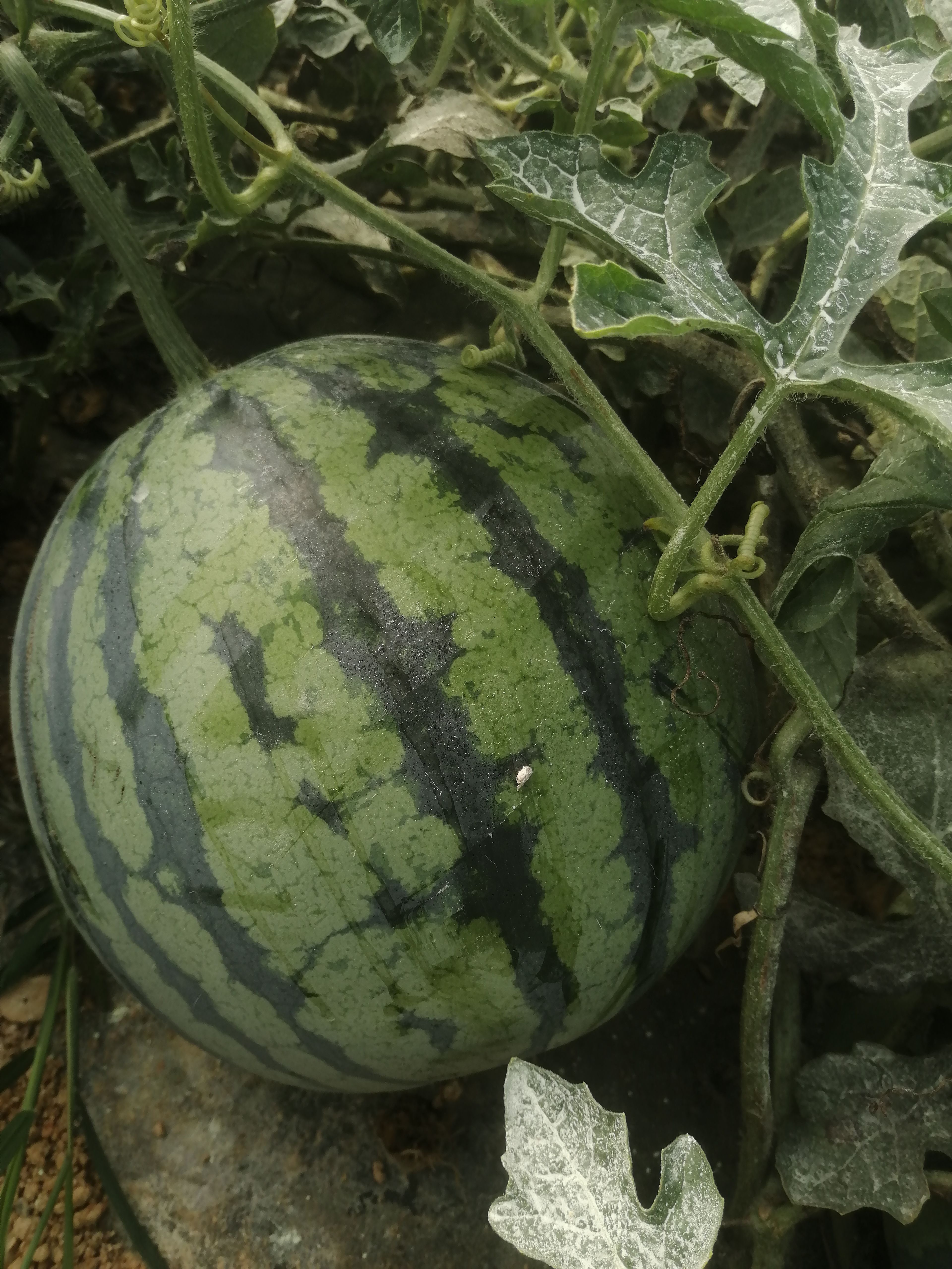 美都西瓜 云南省楚雄彝族自治州禄丰县 2茬以上 