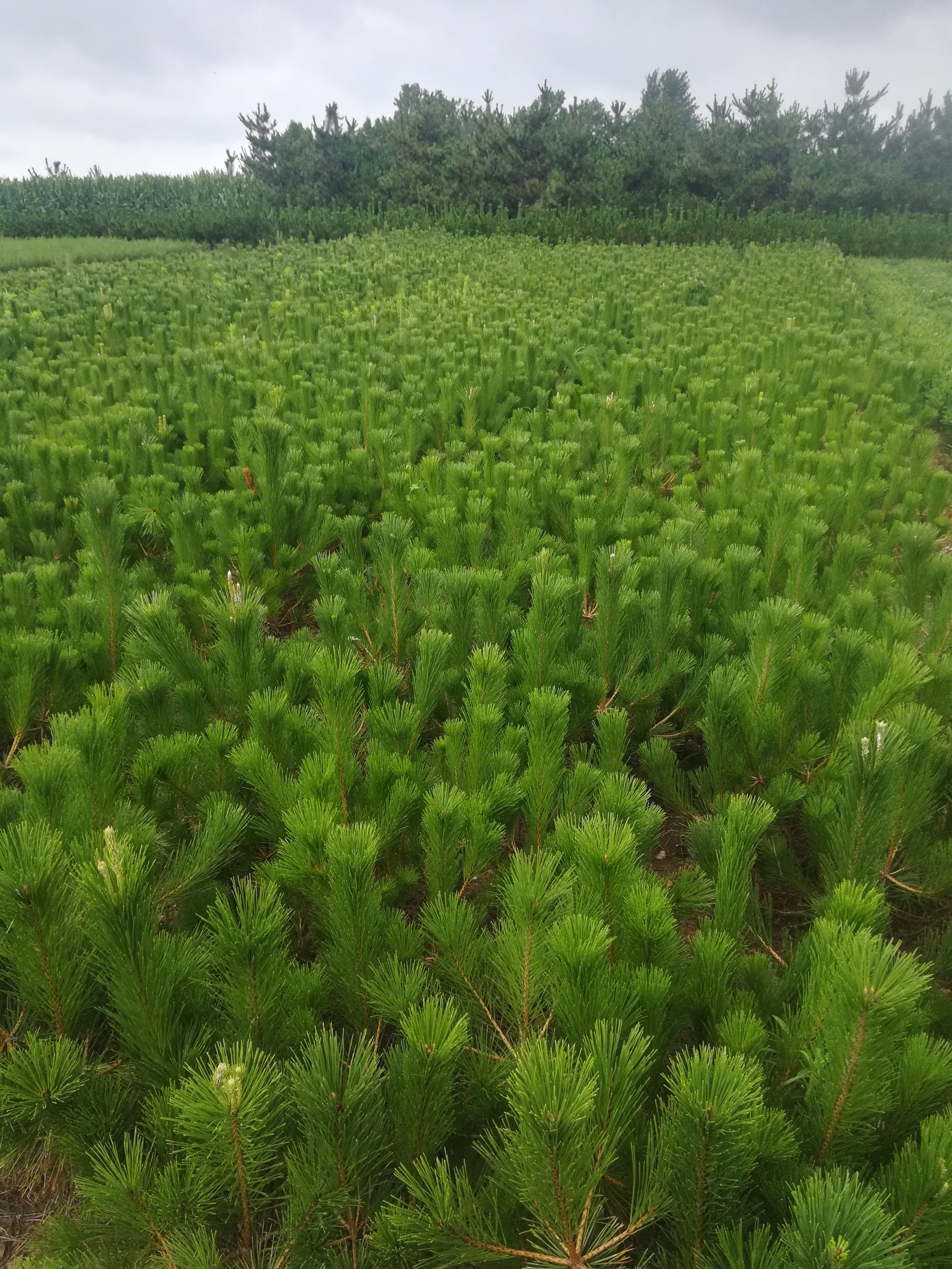 油松苗五十公分以上，13*15营养杯