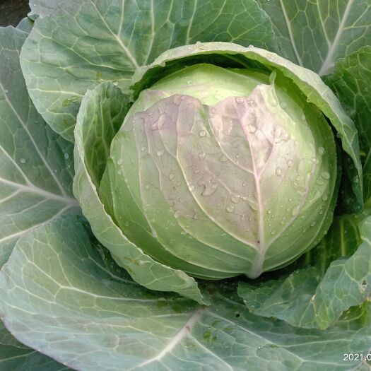 石屏县圆包菜 精品甘蓝