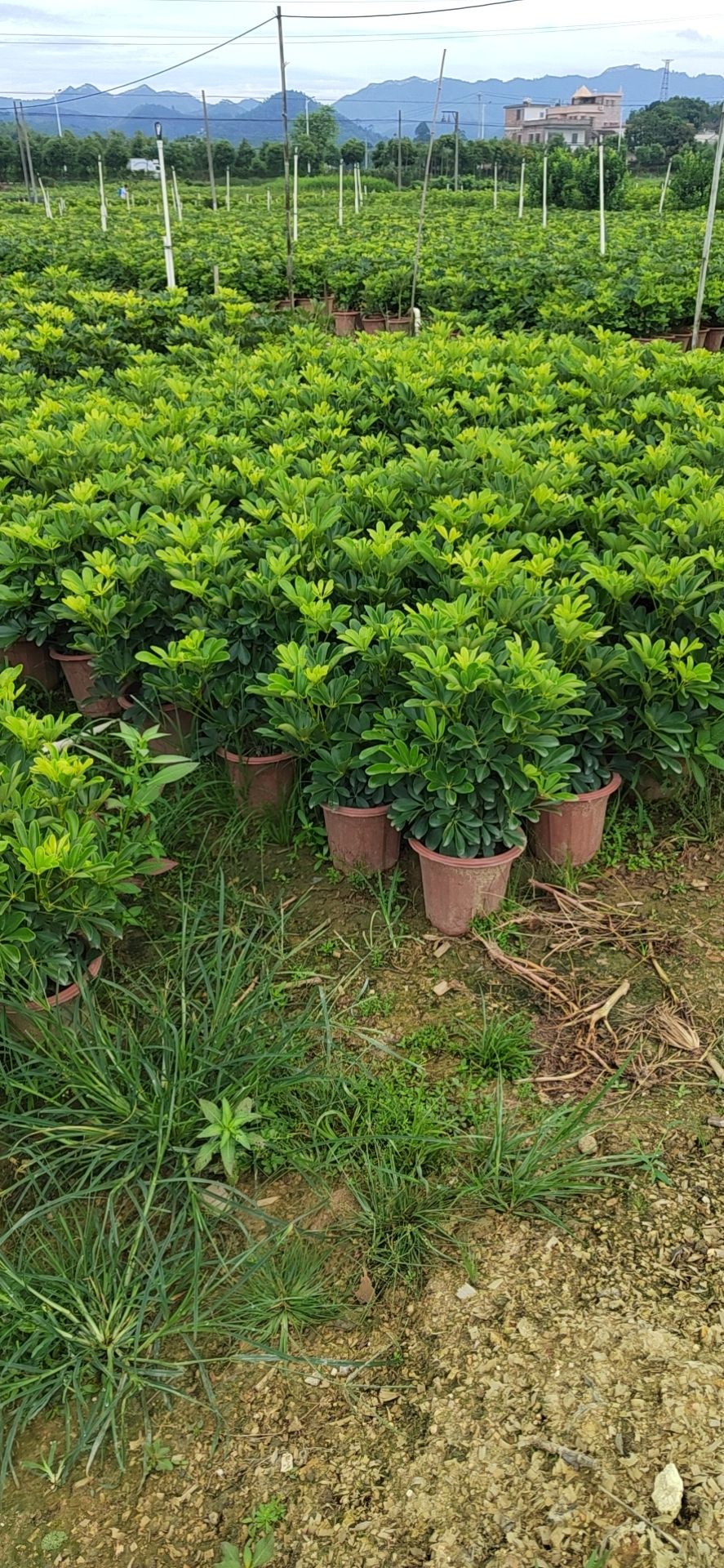  精品鸭脚木