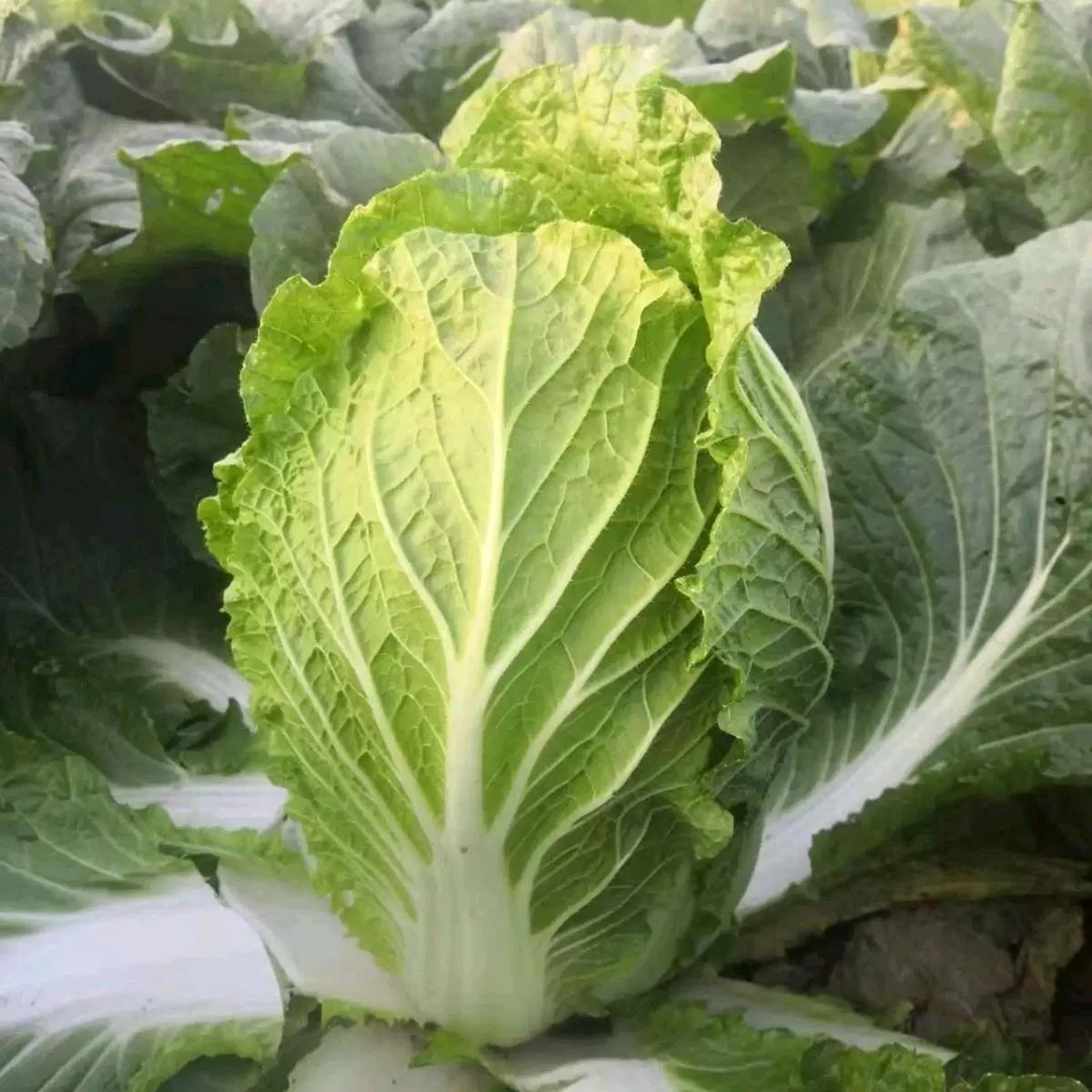 黄心白菜种子  秋宝 黄心白菜