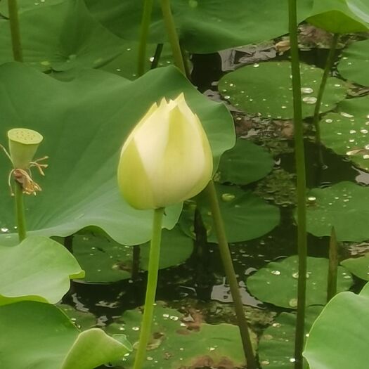 安新县 荷花盆栽