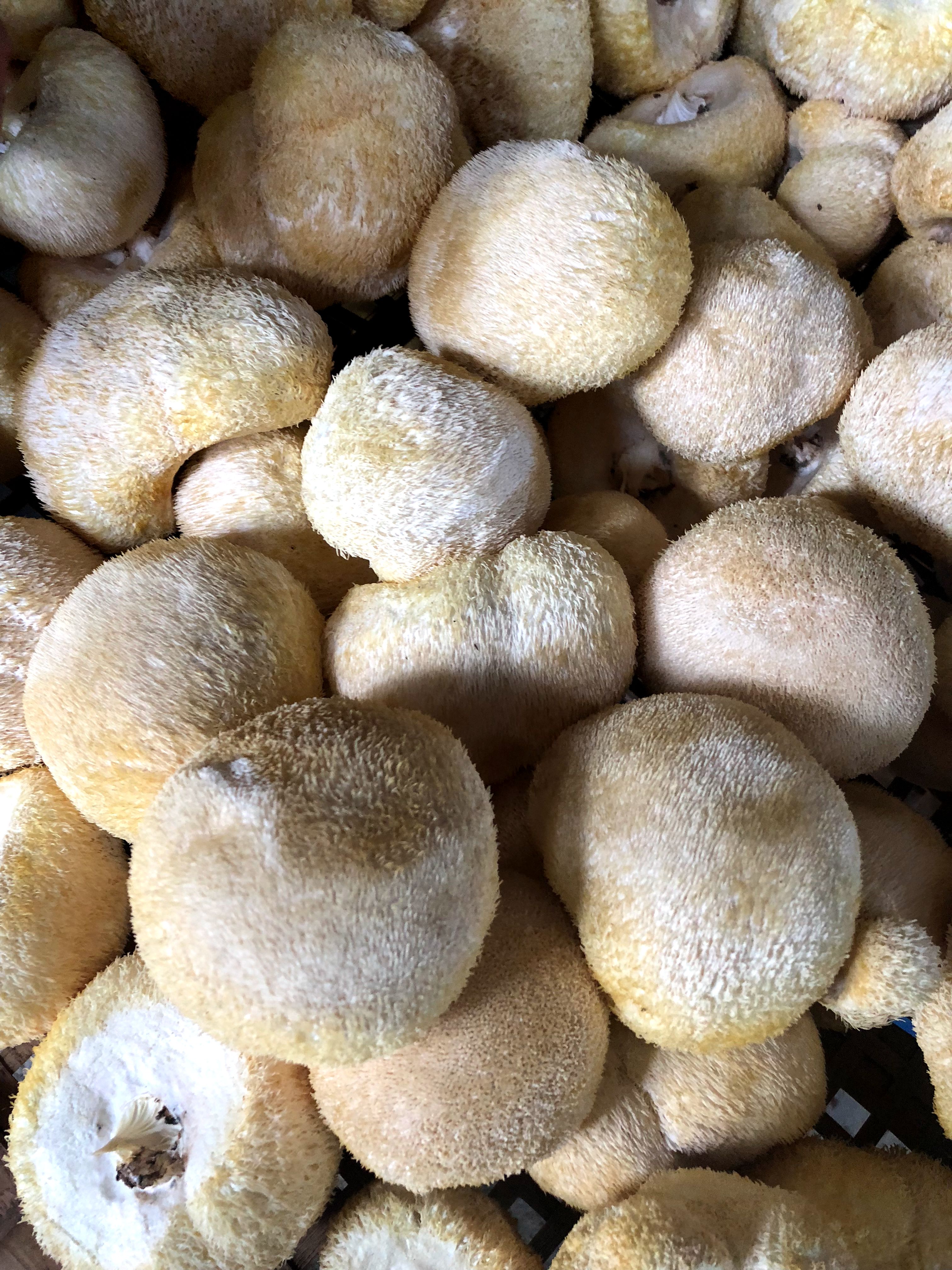 干猴头菇  古田猴头菇 精选剪聊猴头菇 猴菇产地批发规格齐全