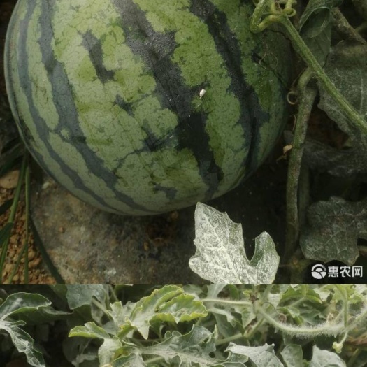 美都西瓜 云南省楚雄彝族自治州禄丰县 2茬以上 