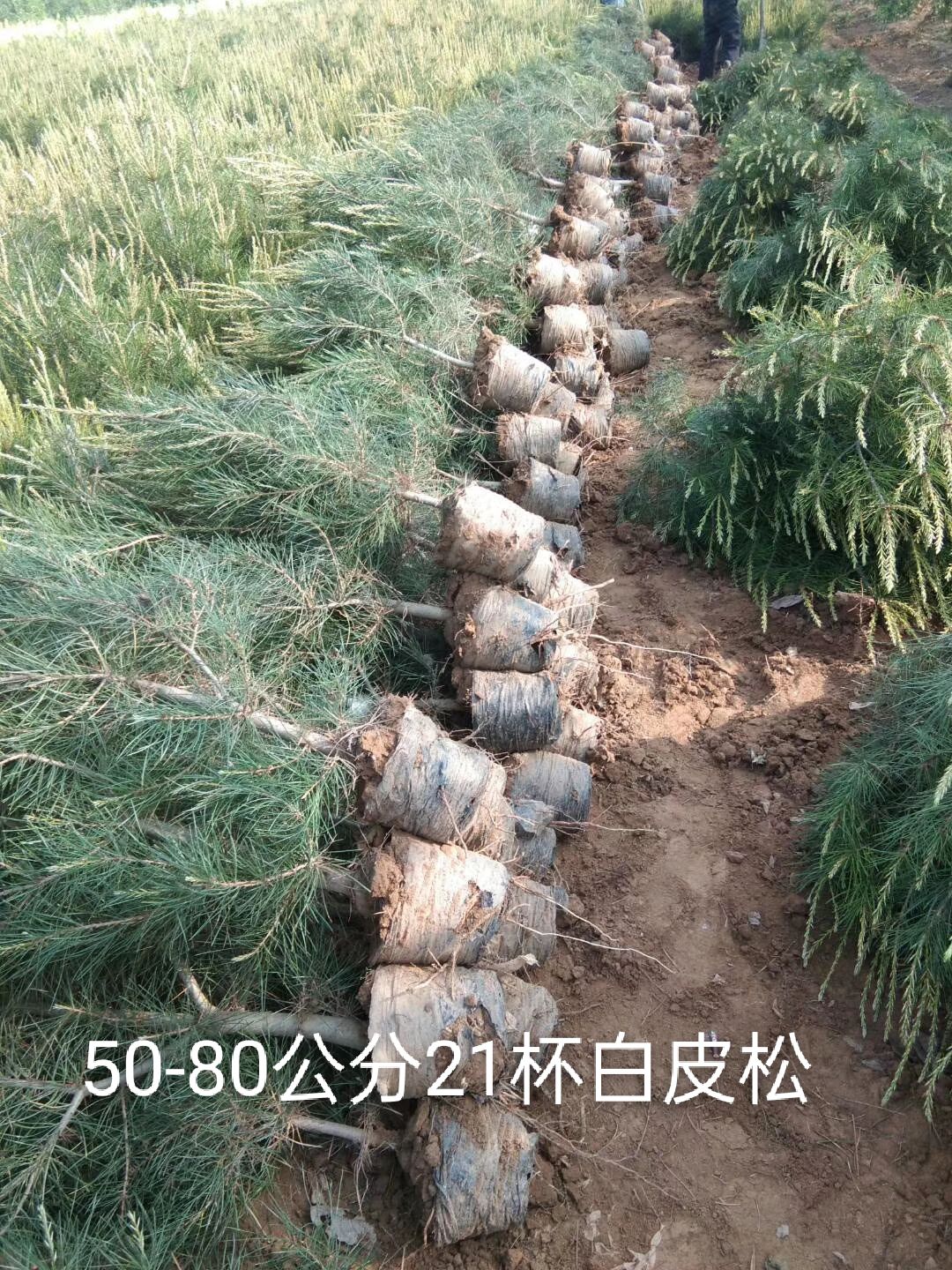 山西运城临猗白皮松营养杯苗