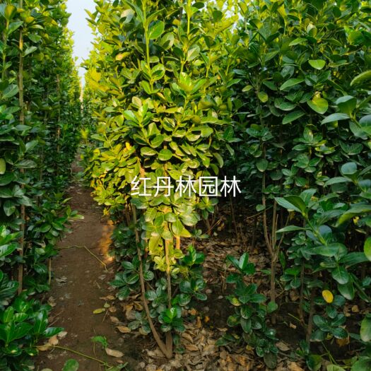 青州市北海道黄杨 低价出售北海道黄杨 多规格北海道黄杨
