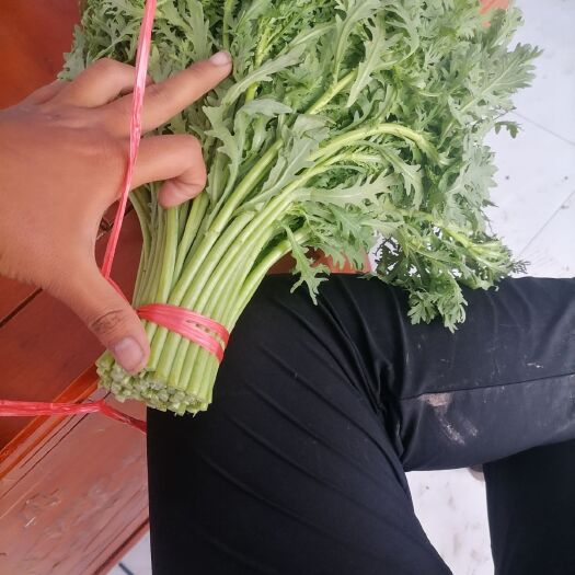 沽源县 茼蒿