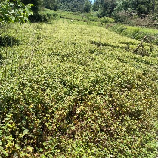 余庆县 折尔根=鱼腥草