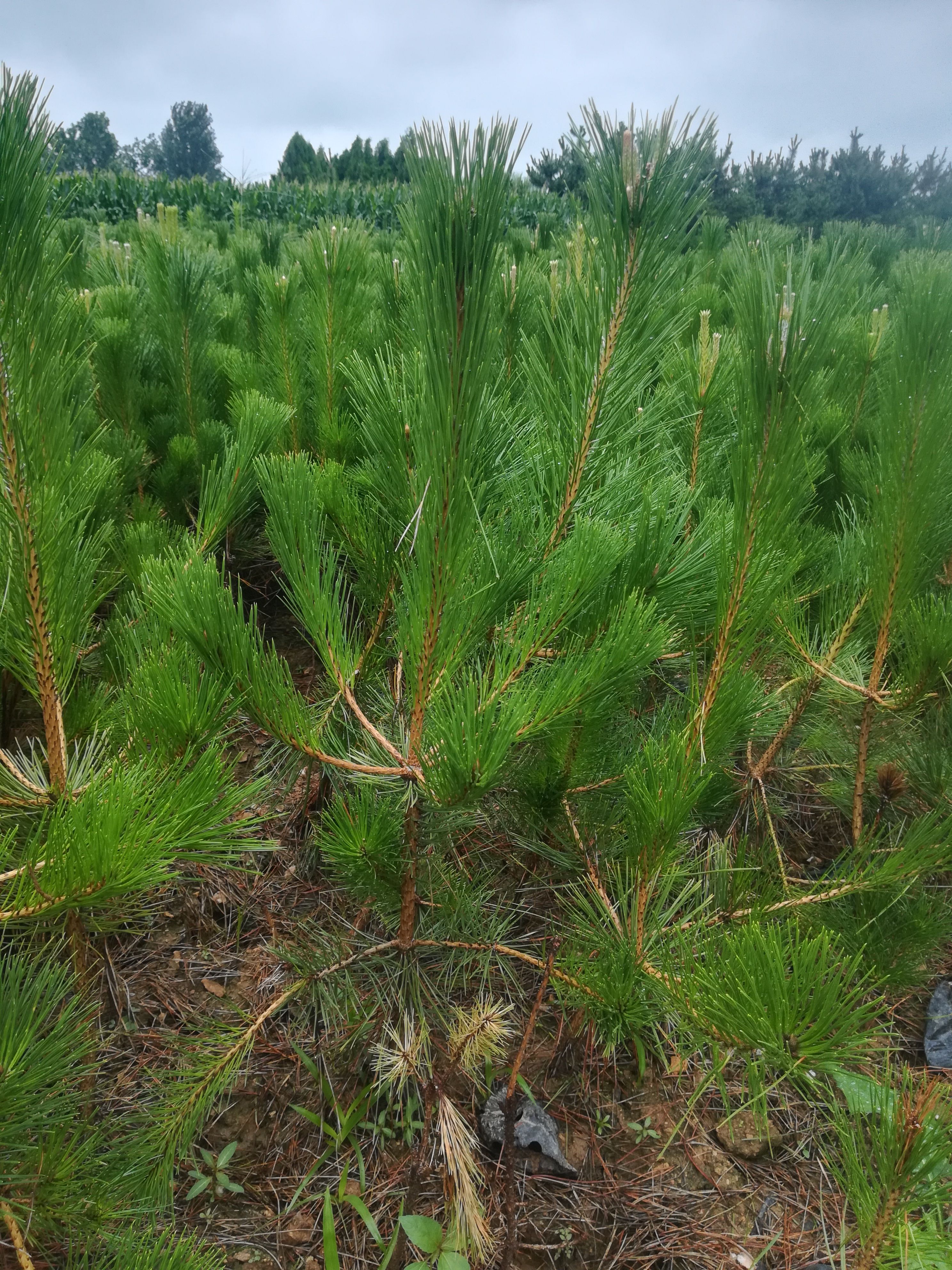 油松苗五十公分以上，13*15营养杯