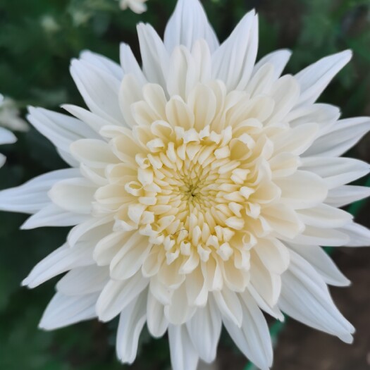 新沂市 白菊，优质白菊A级货B级货量大优惠
