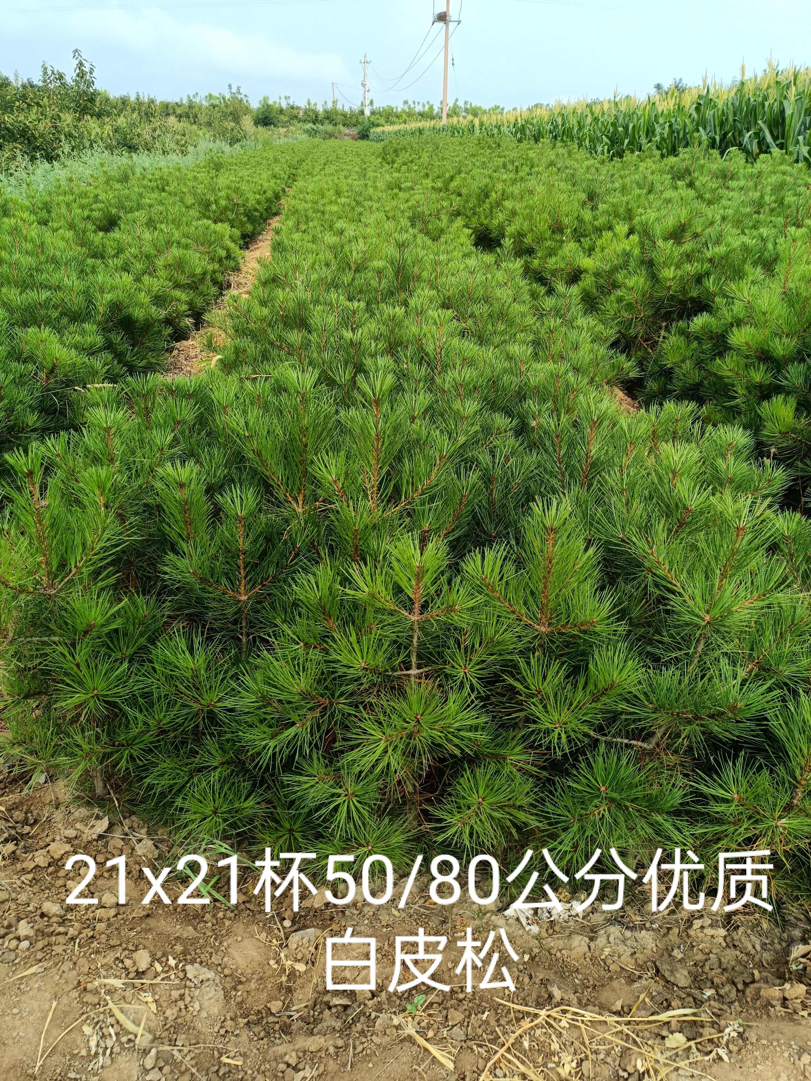 山西运城临猗白皮松营养杯苗