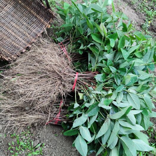 湘蕾一号金银花苗  湖南湘蕾金银花扦插苗